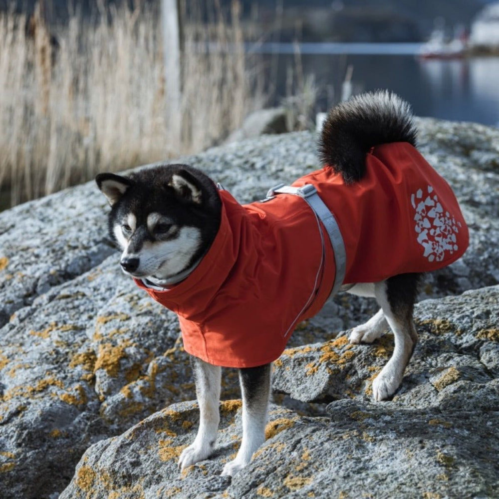 Hund im leuchtend orangefarbenen Regenmantel Monsoon Coat auf Felsen vor felsiger Landschaft und Wasser.