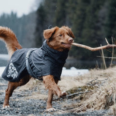 Hund im Regenmantel Monsoon Coat auf bewachsenem Pfad mit Stock im Maul, Hintergrund mit Bäumen