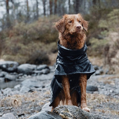 Hund mit schwarzem wasserdichtem Regenmantel Monsoon Coat sitzt auf Felsen im Regen, unscharfe Bäume im Hintergrund.