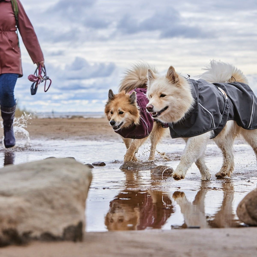 Hunde am Strand mit wetterfesten Mänteln, Grau und Rot, neben einer Person im Regenmantel Mudventure Coat ECO.
