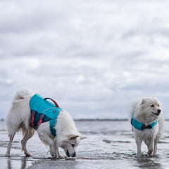 Zwei weiße Hunde mit blauen Schwimmwesten Life Savior ECO am Ufer eines Gewässers bei bewölktem Himmel.