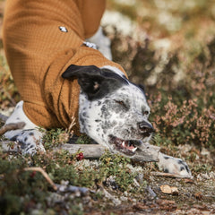 Hund mit schwarz-weißem Fell in brauner Wärmepulloverjacke ECO, liegt in Naturumgebung mit Pflanzen und Holzstück.