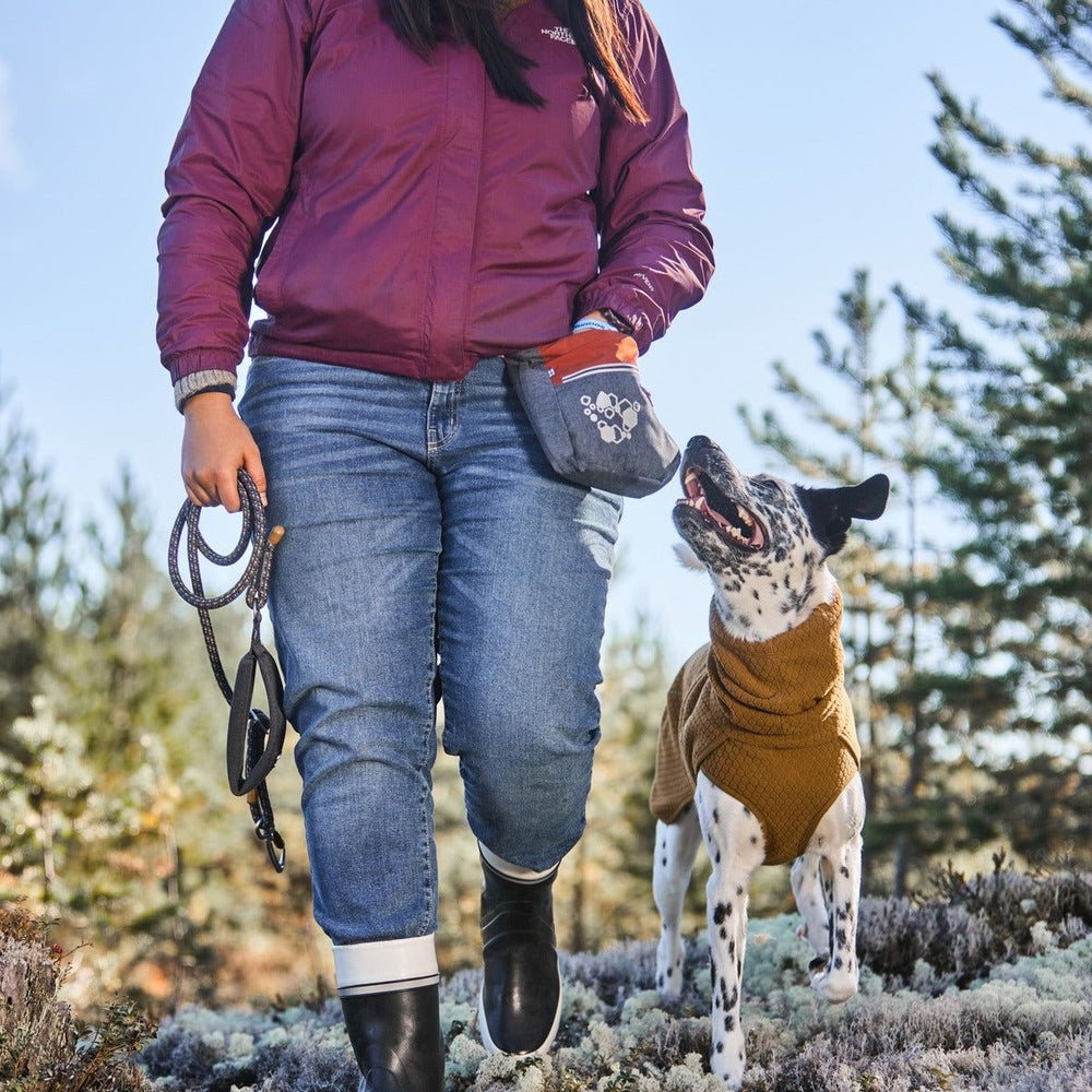 Hund im gepunkteten Fell und brauner Pullover beim Spaziergang, Person in lila Jacke hält Leine, Bäume im Hintergrund.