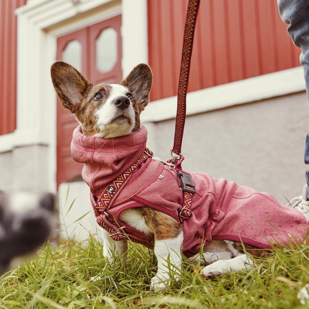 Hund mit rosa Wendejacke, Geschirr und Leine auf Wiese vor Gebäude mit roten Türen und weißen Fenstern, Person daneben.