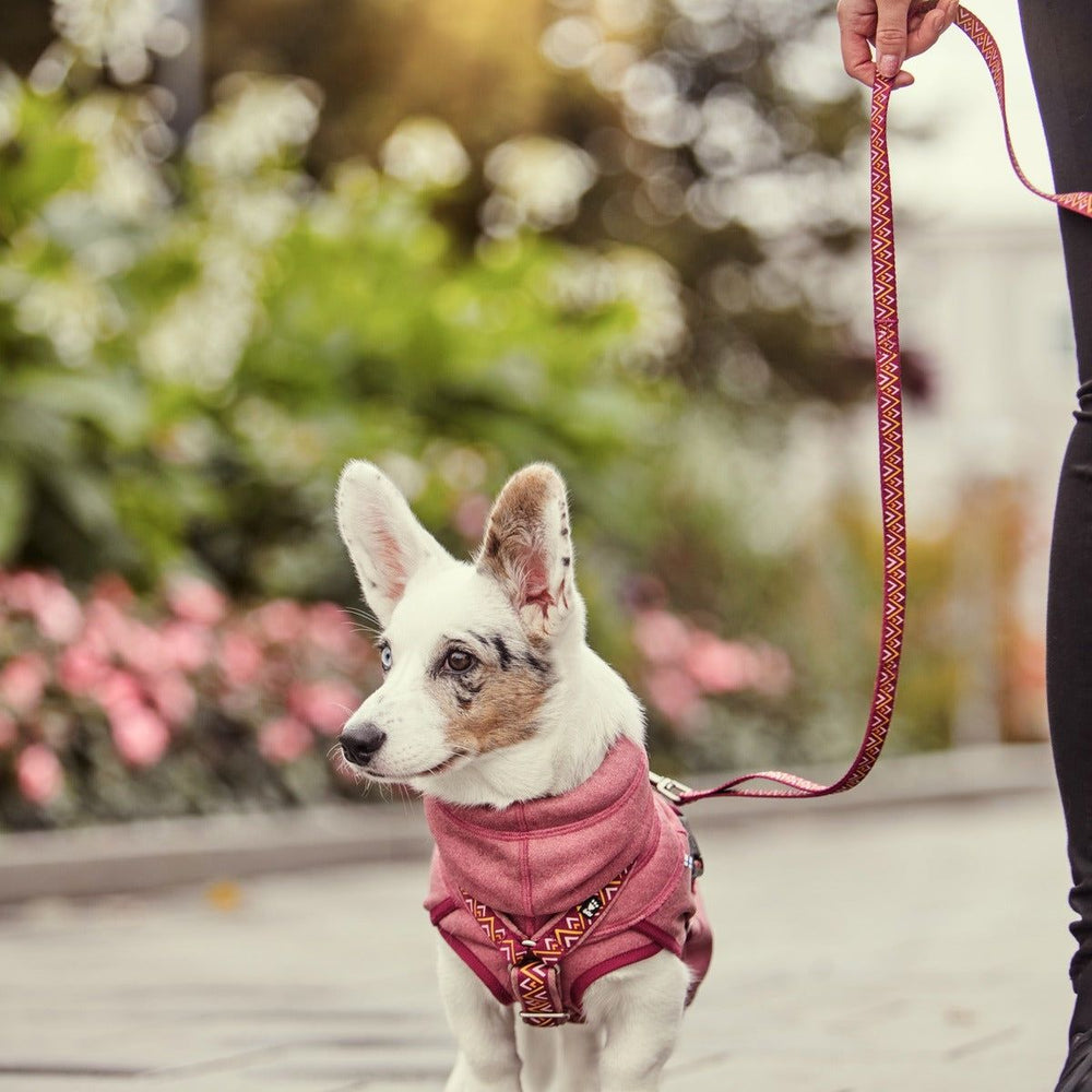 Kleiner Hund mit rosa Geschirr, getragen zur Razzle-Dazzle Wendejacke, vor grünen Pflanzen und pinken Blumen im Hintergrund.
