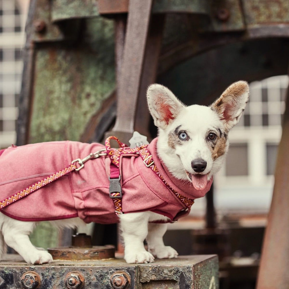 Wendejacke für Hunde in Pink mit Geschirr, Hund mit zweifarbigen Augen auf metallischem Untergrund im Freien.