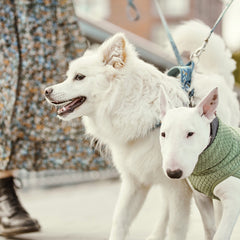 Zwei Hunde an der Leine, Bullterrier mit grünem Pullover, Razzle-Dazzle Wendejacke, im Hintergrund Person mit Rock und schwarzen Schuhen.