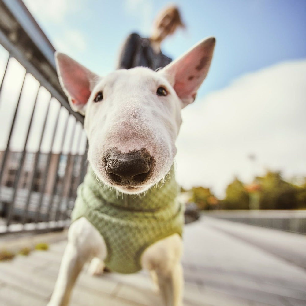 Bullterrier in grüner Razzle-Dazzle Midlayer Wendejacke, Froschperspektive betont Nase und Ohren, unscharfe Person im Hintergrund.