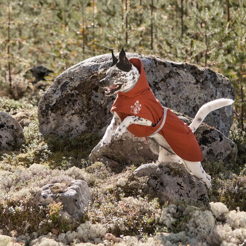 Hund im orangefarbenen Wintermantel spielt in felsiger, überwucherter Landschaft mit Bäumen im Hintergrund.