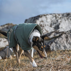 Hund in grüner Winterjacke auf Gras vor Felsen im Herbst.