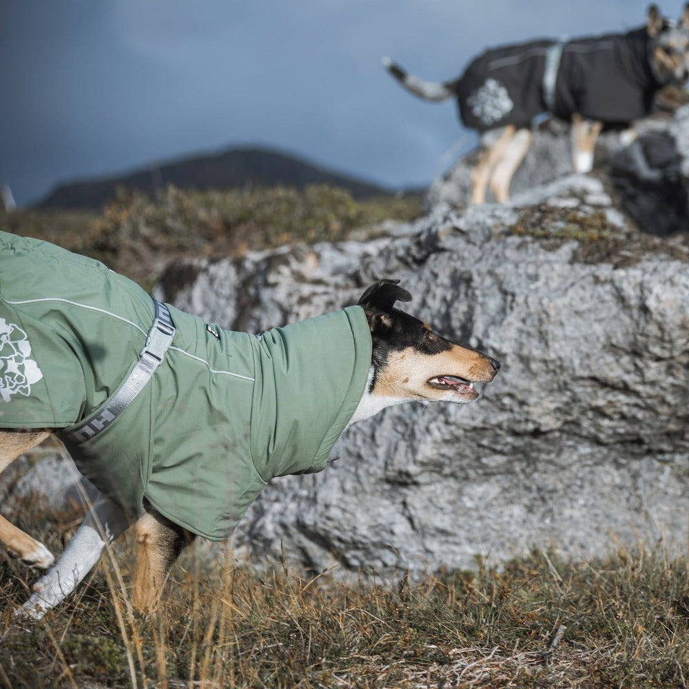 Hunde in wetterfesten Wintermänteln grün und schwarz vor einer felsigen Berglandschaft mit bewölktem Himmel.