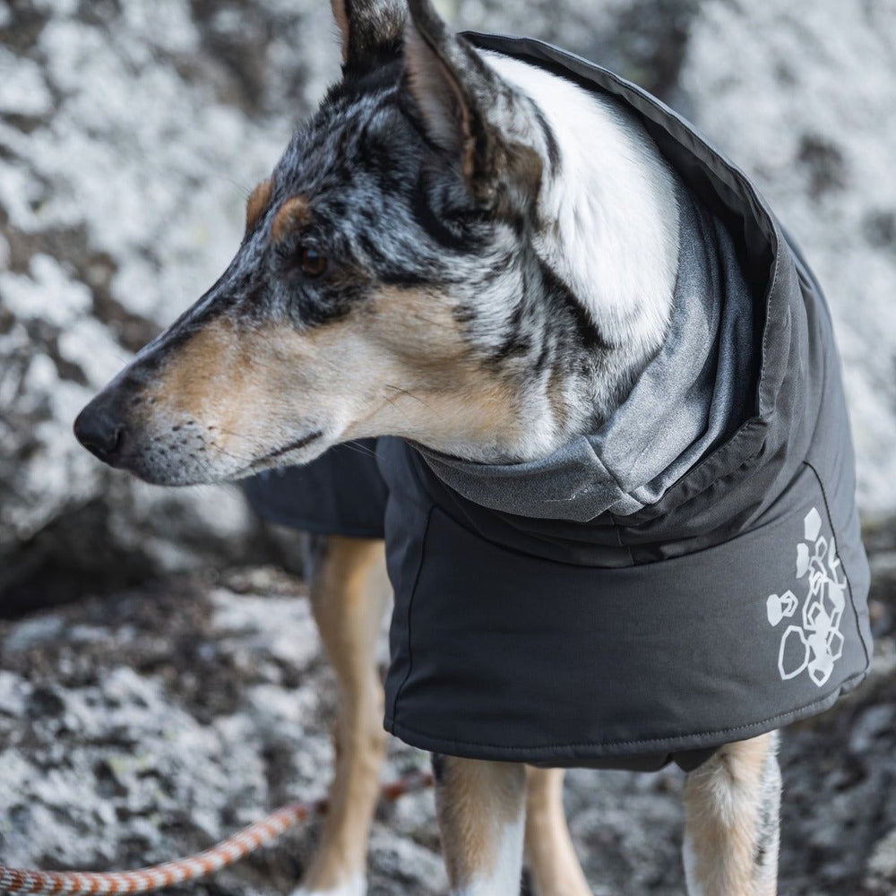 Hund im grafisch designten schwarzen Wintermantel vor steinigem Hintergrund.