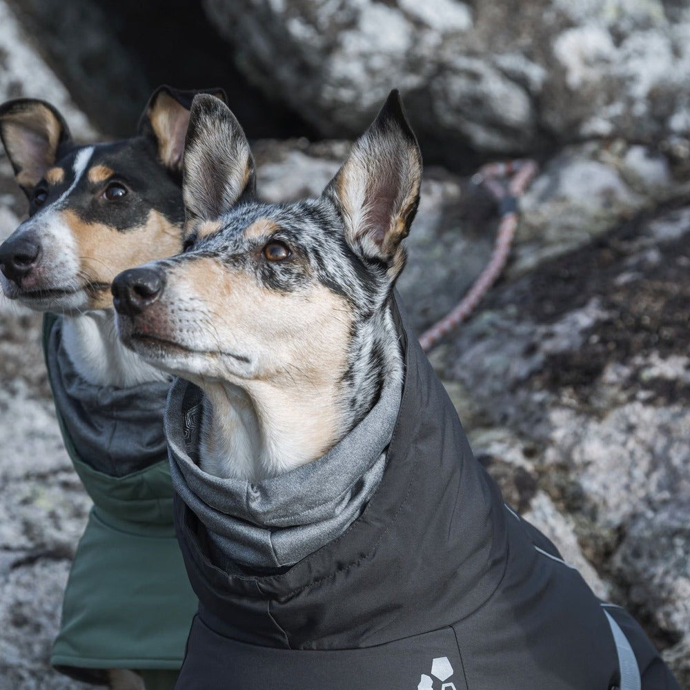 Zwei Hunde in Wintermänteln, schwarz und grün, bei kaltem Wetter. Perfekt für extreme Winterbedingungen.
