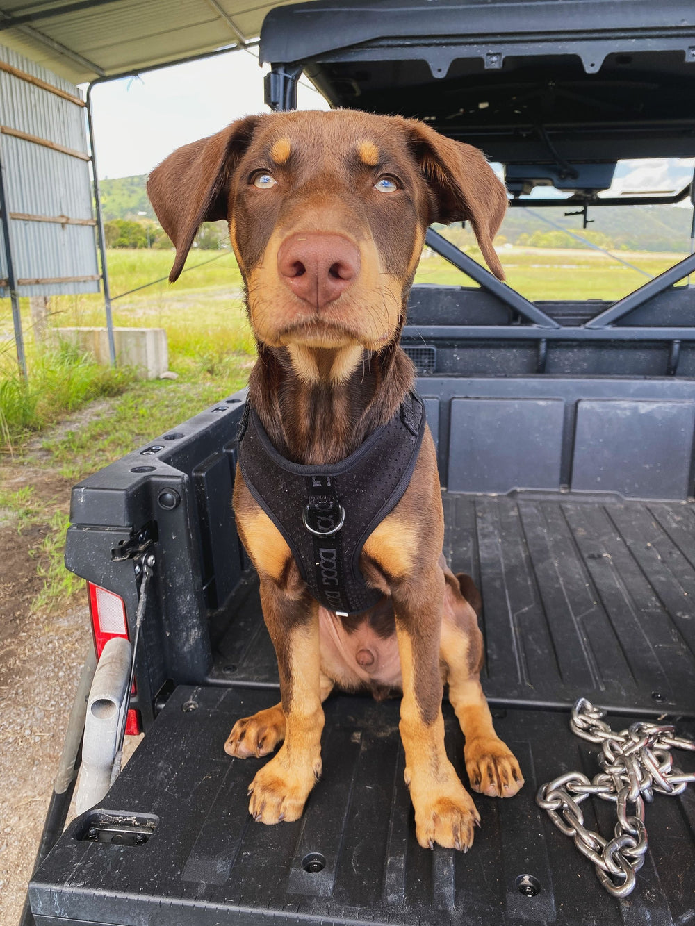 Junger Dobermann auf Pickup-Ladefläche, trägt schwarzes Neopren-Geschirr von DOOG, ländliche Umgebung.