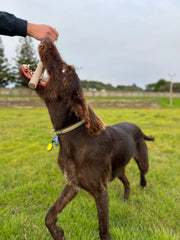 Brauner Hund spielt fröhlich mit Spielzeug auf grüner Wiese, während eine Hand das Spielzeug hält.