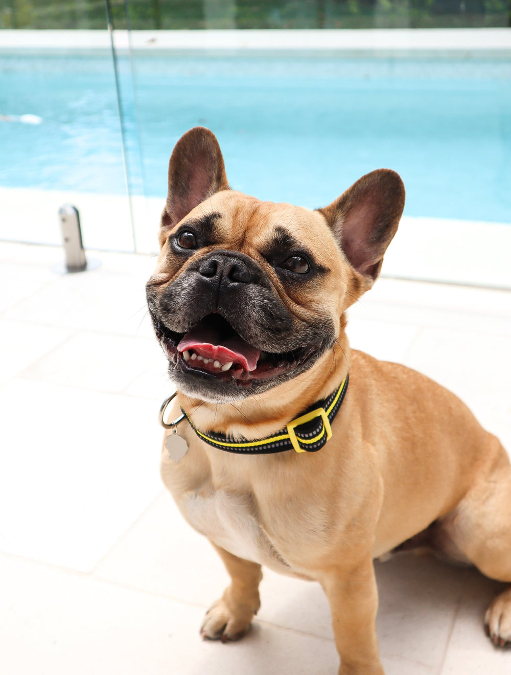 Lächelnde französische Bulldogge mit schwarzem Neopren-Halsband vor Glaswand und Pool im Hintergrund.