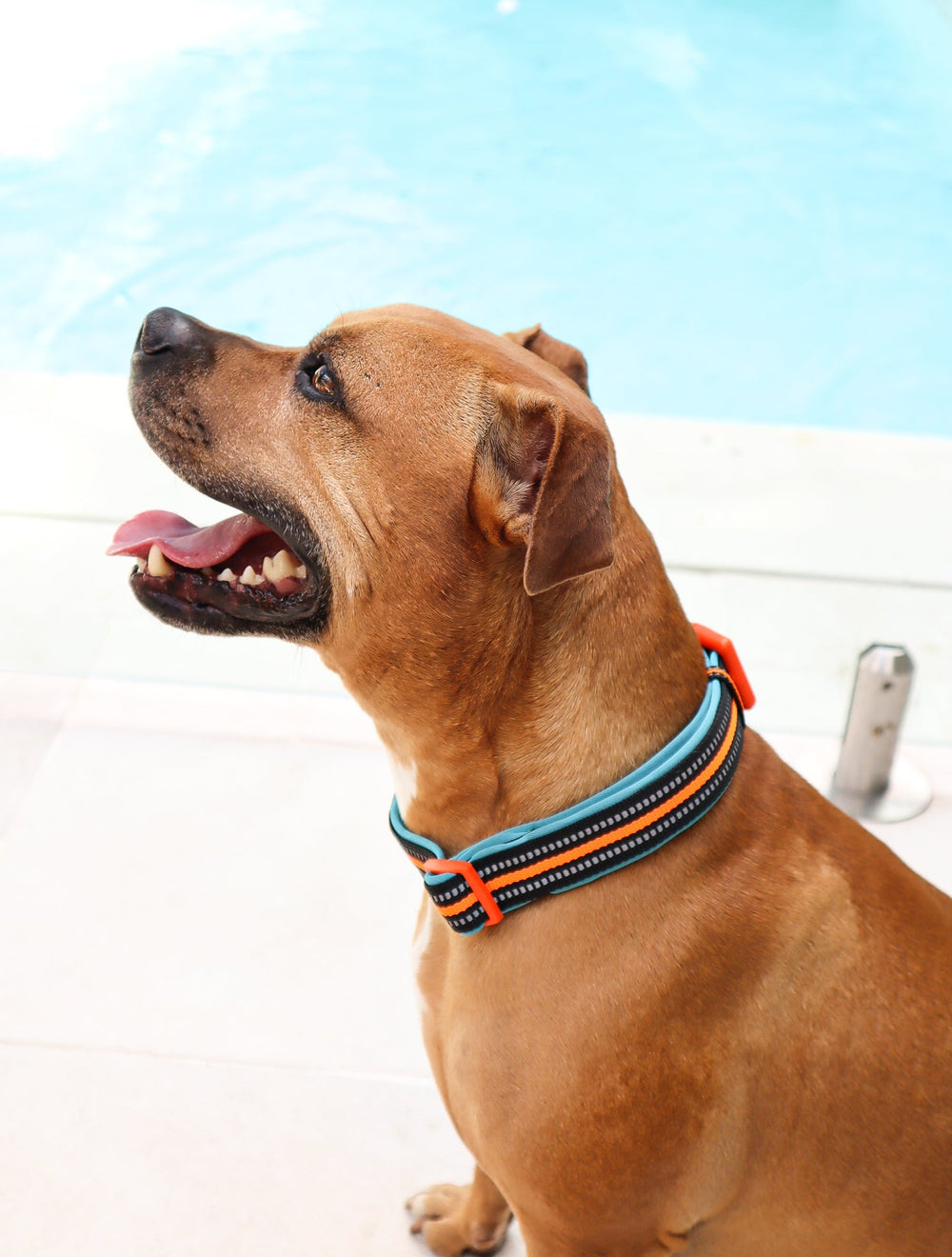 Brauner Hund mit buntem Neoprene Halsband steht entspannt am Pool, umgeben von Wasser.