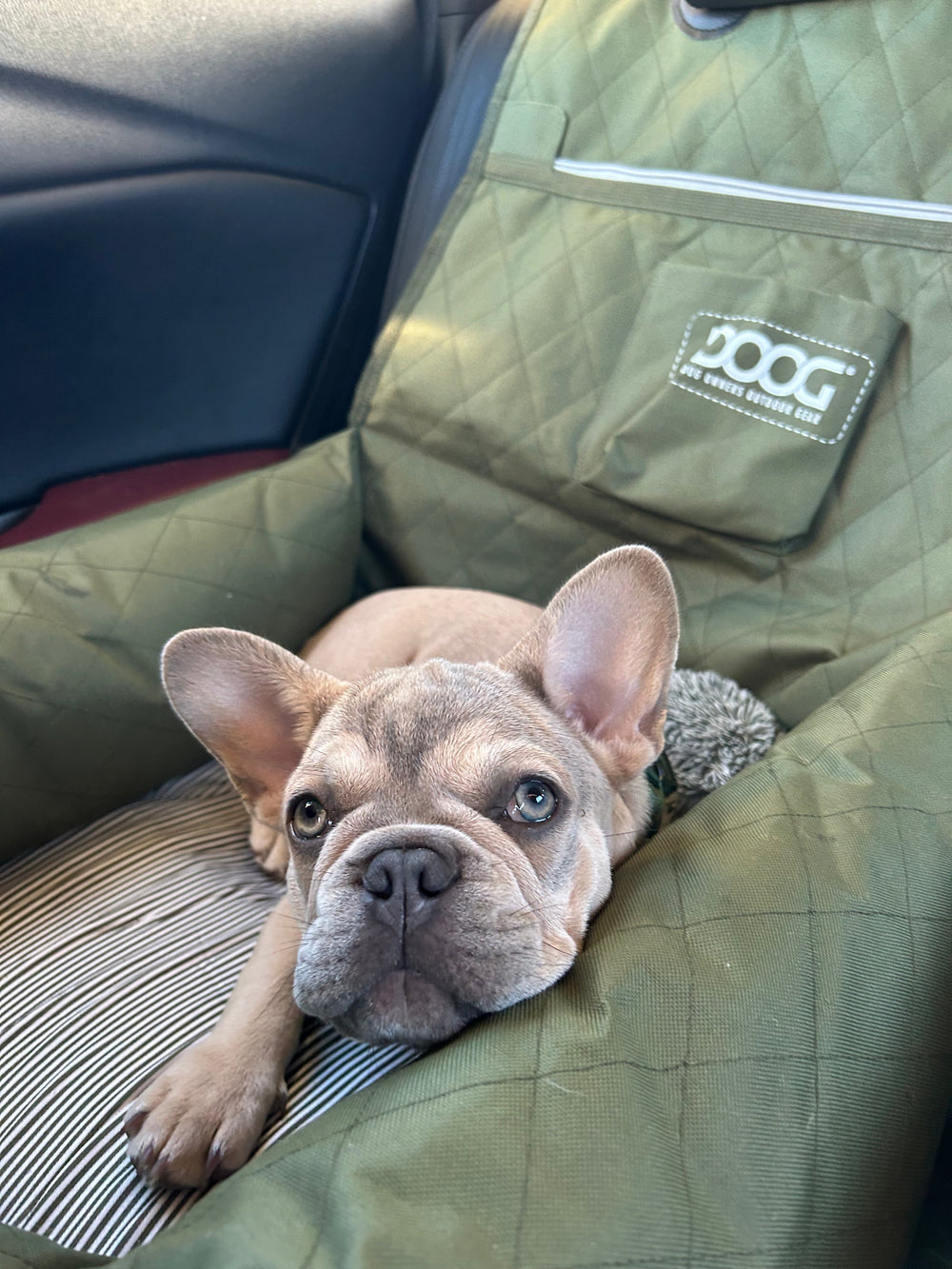 Entspannt liegender Französischer Bulldogge auf einem Hundeautositz mit grünem, gestepptem Design und praktischer Vordertasche.