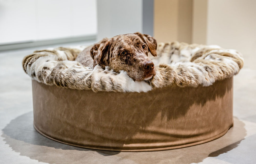 Entspannter Hund auf dem runden, flauschigen Hundebett Buddelnest® mit samtigem Rand.