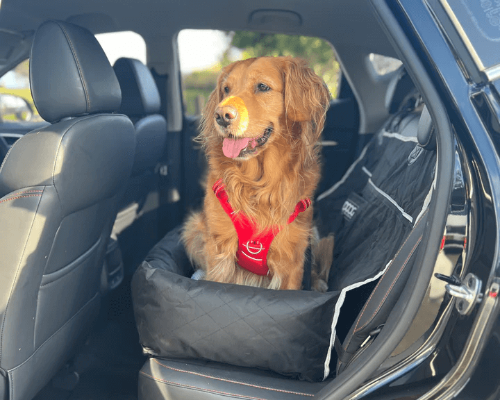 Hund sitzt glücklich auf einem gepolsterten Autositz im Fahrzeug, trägt rotes Geschirr und genießt die Fahrt.