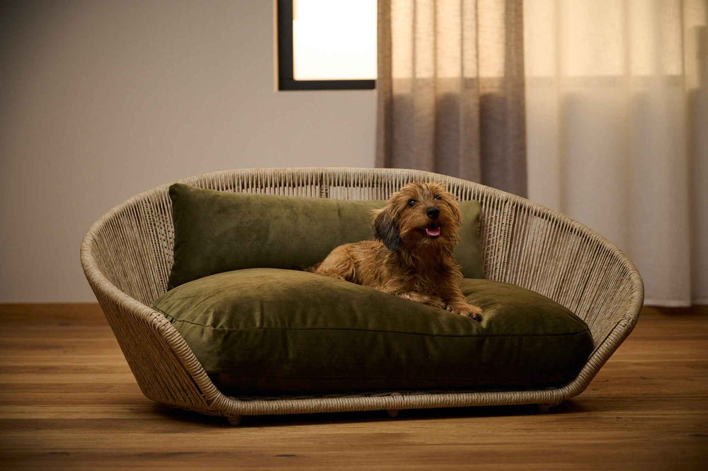 Entspannter Hund auf dem VOGUE Design-Hundebett OXFORD mit geflochtenem Rahmen und grüner Kissenauflage.