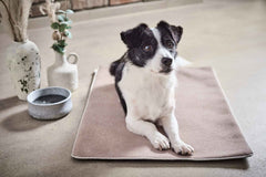 Multifunktions-Decke BUFFALO mit Hund auf neutralem Boden und stilvollen Vasen im Hintergrund. Ideal für tierfreundliche Räume.