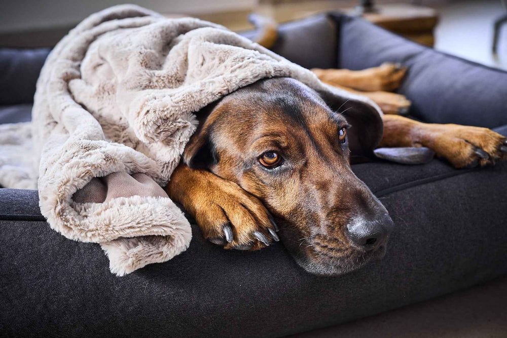 Hund entspannt in einem Hundebett, bedeckt mit der edlen COZY Webpelz-Decke in Beige für mehr Gemütlichkeit.