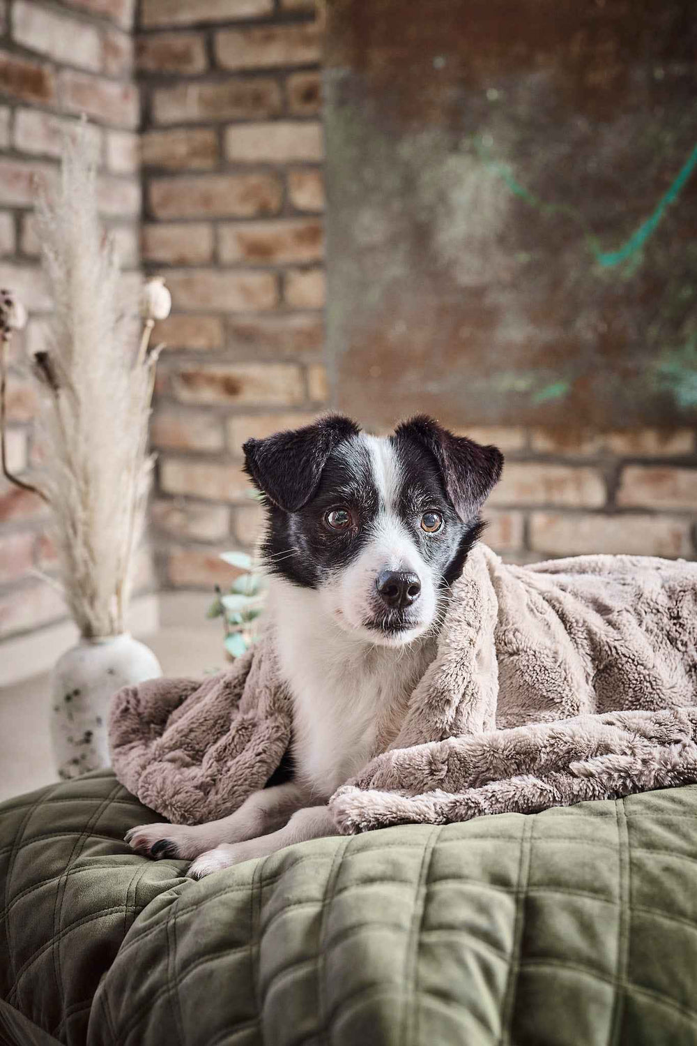 Kleiner Hund in eleganter COZY Webpelz-Decke auf grünem Untergrund vor Backsteinwand und Dekoration.