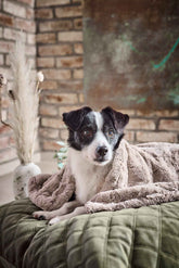 Kleiner Hund in eleganter COZY Webpelz-Decke auf grünem Untergrund vor Backsteinwand und Dekoration.