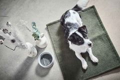 "Teddy Decke: Hund auf grünem Teppich mit Vase, Krug und Futterschüssel - perfekte multifunktionale Decke für Haustiere."