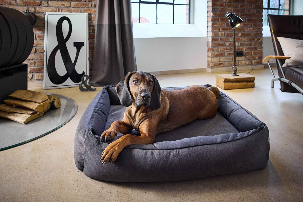 Hund entspannt auf grauem ORTHO Hundebett BUFFALO in modernem, stilvollem Raum mit Backsteinwänden und Glas-Tisch.