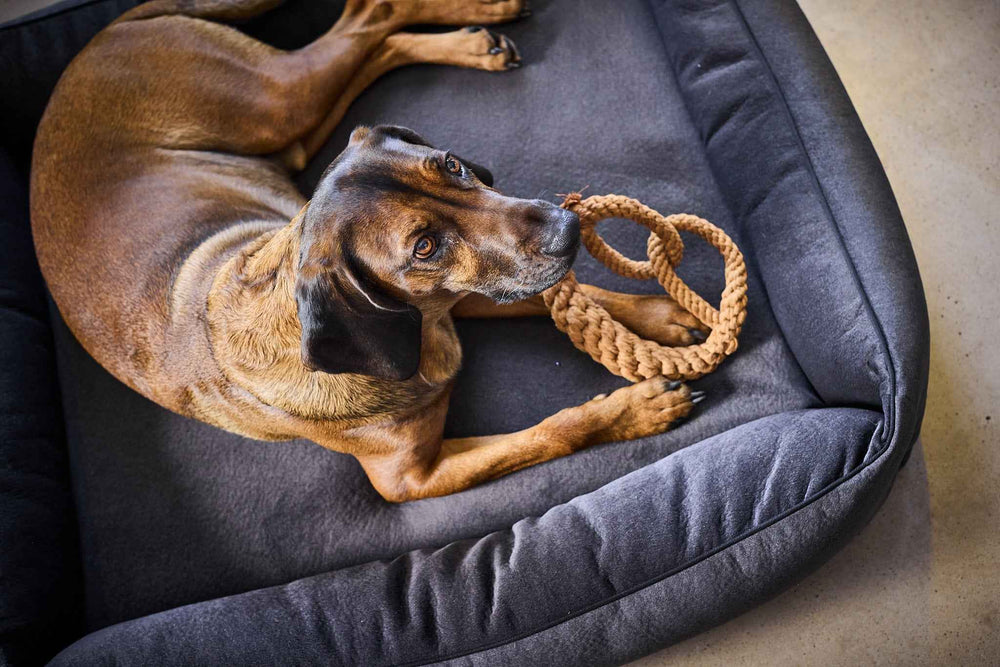 "Brauner Hund im grauen Bett mit Mini Brezel Spielzeug aus Seil für Hunde."