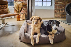 Zwei Hunde auf dem grauen CLASSIC Hundebett BUFFALO in einem gemütlichen Raum mit Sessel und Pflanze.