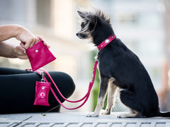 Kleiner Hund an Leine mit pinkem Halsband, während eine Person einen pinken Leckerli-Beutel hält.
