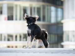 Kleiner Hund mit schwarzem Fell und weißem Halsband blickt von einem erhöhten Punkt auf moderne Gebäude.