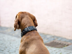 Hund mit braunem Fell und schwarzem Totenkopf-Halsband vor heller Wand und gepflastertem Boden.