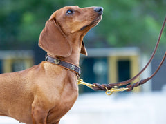 Dackel mit braunem Fell in Halsband Zugstopp Wilde Liebe, aufmerksam nach oben schauend, unscharfer Hintergrund.