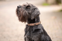 Schwarzer Hund mit grauem Fell in braunem, verziertem Halsband, schaut aufmerksam nach oben.