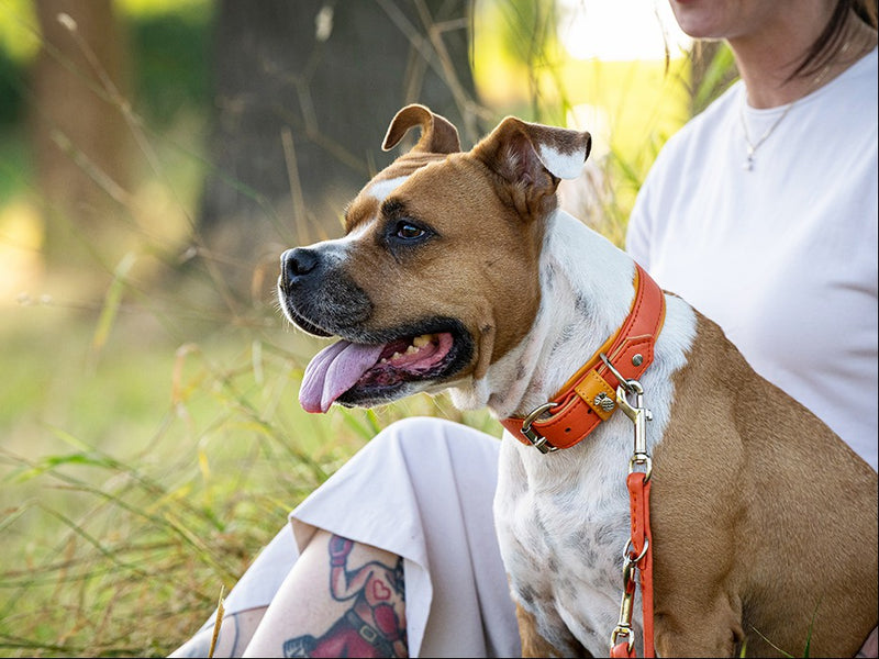 Brauner und weißer Hund mit orangefarbenem Halsband sitzt an der Leine und wirkt aufmerksam.