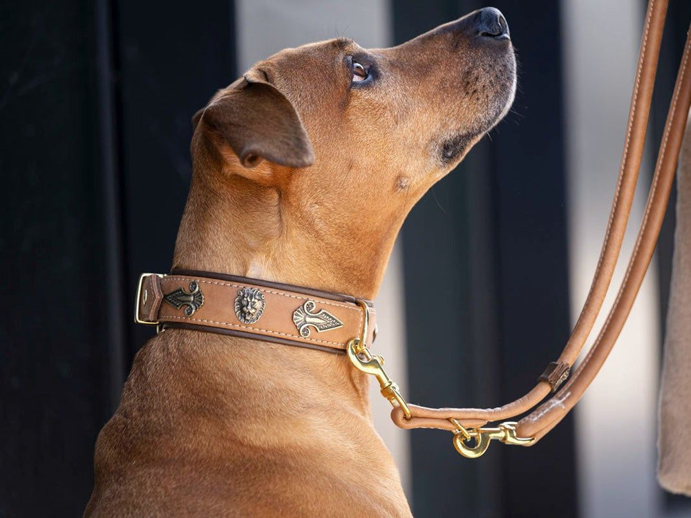 Hund mit braunem Halsband und dekorativen Metalldetails, Leine aus ähnlichem Material, unscharfer Hintergrund.