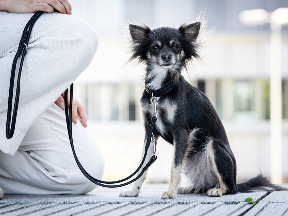 Kleiner schwarz-weißer Hund mit Halsband und Leine sitzt auf einem Gehweg neben kniender Person, neugierig blickend.