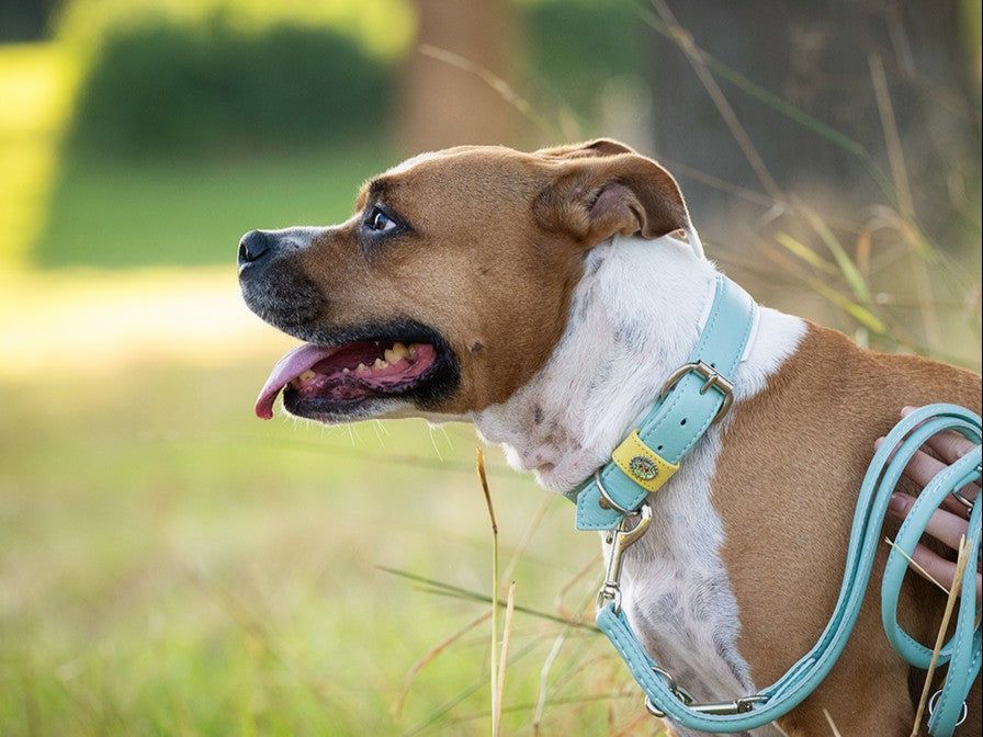 Hund im Freien mit braun-weißem Fell und hellblauem Geschirr, aufmerksam und ausgeglichen stehend.