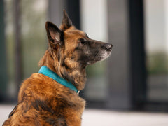 Hund mit braunem, gestromten Fell trägt ein blaues Halsband im Hintergrund mit unscharfer Umgebung.