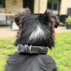 Kleiner Hund mit schwarzem Fell und grauen Strähnen trägt ein schwarzes Ledersoft-Halsband, im Hintergrund Möbel und Pflanzen.