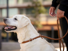 Weißer Labrador an brauner Leine, entspannt neben Person, unscharfe Gebäude im Hintergrund.