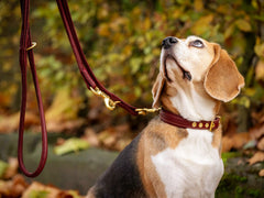 Beagle mit hochwertiger Lederleine und Halsband in Braun mit goldenen Nieten, umgeben von herbstlichem Hintergrund.