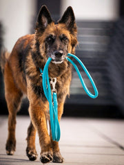 Stolzer Hund mit braunem Fell hält eine blaue Lederleine in den Zähnen, unscharfer Hintergrund hebt ihn hervor.