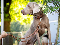 Hund mit grauem Fell sitzt an rundgenähter 3m Lederleine in einem begrünten Umfeld, Bäume und Menschen verschwommen im Hintergrund.