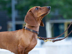 Dackel an einer 2m langen Gold-Lederleine, mit Halsband, Blick nach oben, unscharfer Hintergrund aus Bäumen und Gebäuden.