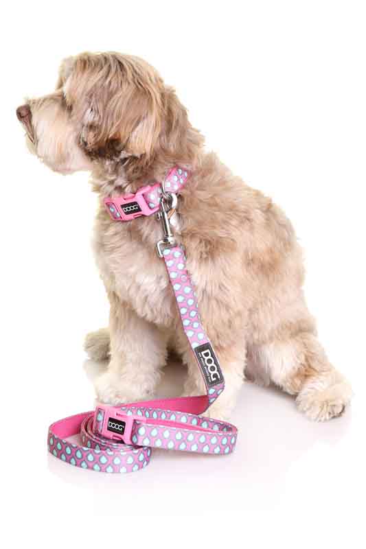 Heller, wuscheliger Hund sitzt mit pinker Leine und passendem Halsband im blauen Tropfenmuster.